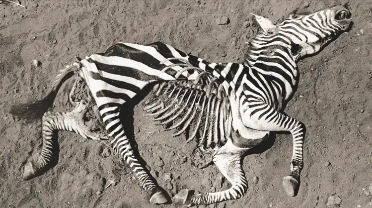 Lion kill, a zebra that ran to the end, 1960