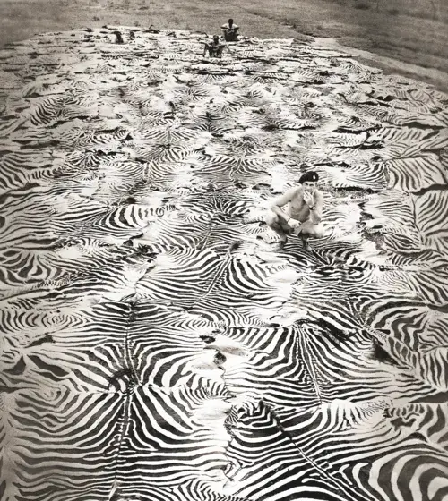 Game control: zebra carpet at Ol Morani, Lariak Estate owned by Gilbert Colville, Laikipia, Kenya Northern Frontier District, August 1960