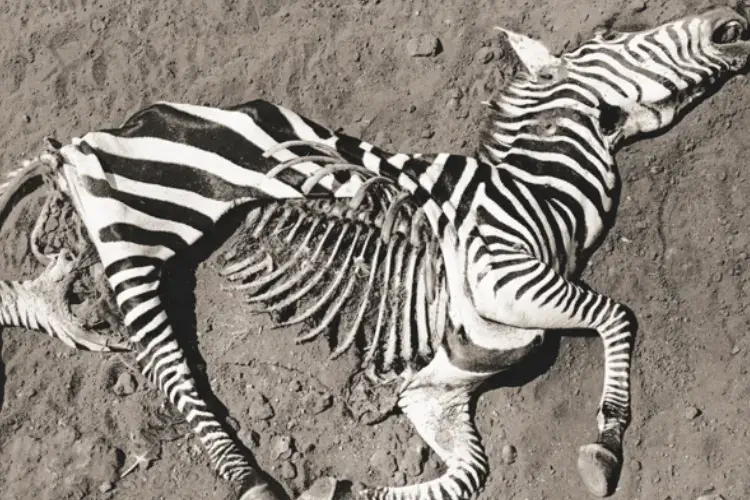 Peter Beard’s photographs of Africa’s disappearing wildlife