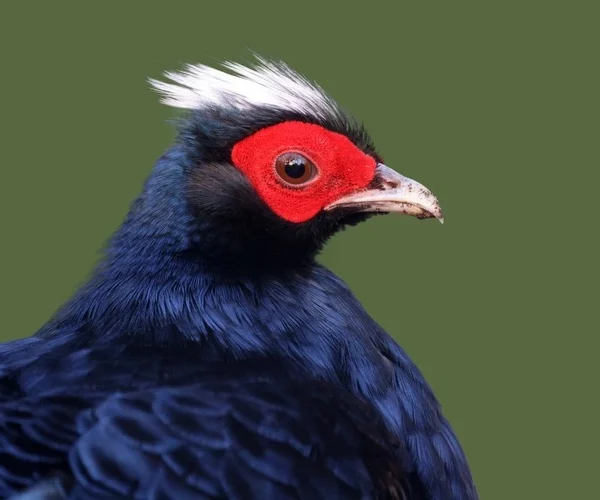 closeup of Edwards's pheasant (Lophura edwardsi)