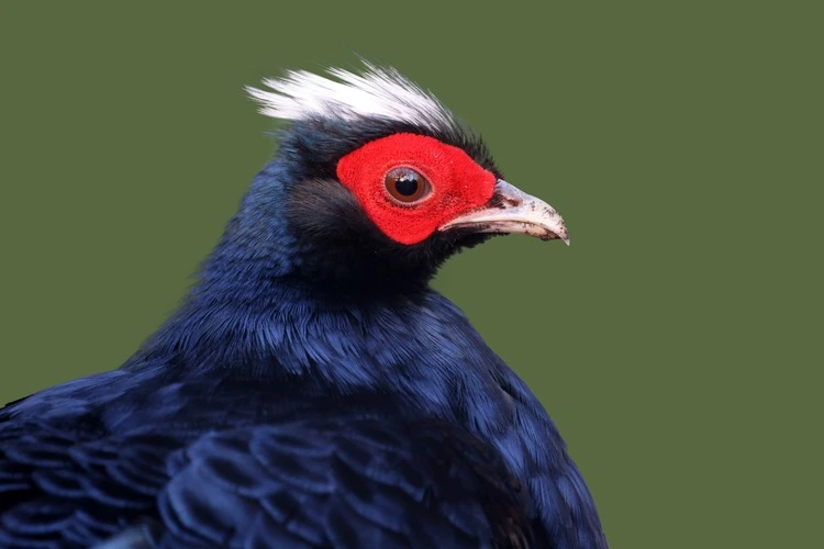 closeup of Edwards's pheasant (Lophura edwardsi)