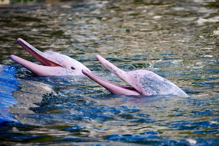 Pink Dolphins swim in pairs.