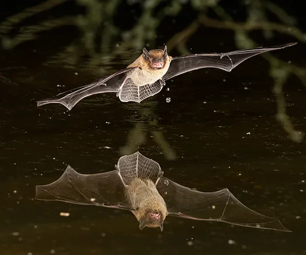 Bat breeding area in South Yorkshire given Local Wildlife Site status