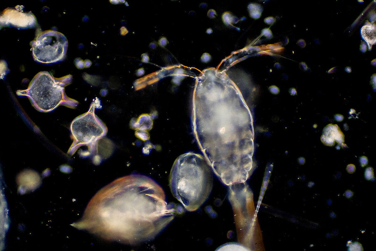 A microscoping close up of a group of plankton