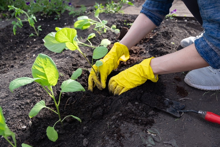 Plant growing in soil