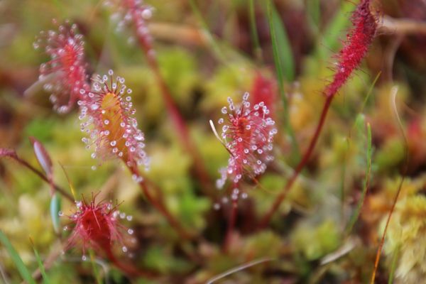 Podcast: Medicinal plants in Ireland’s bogs