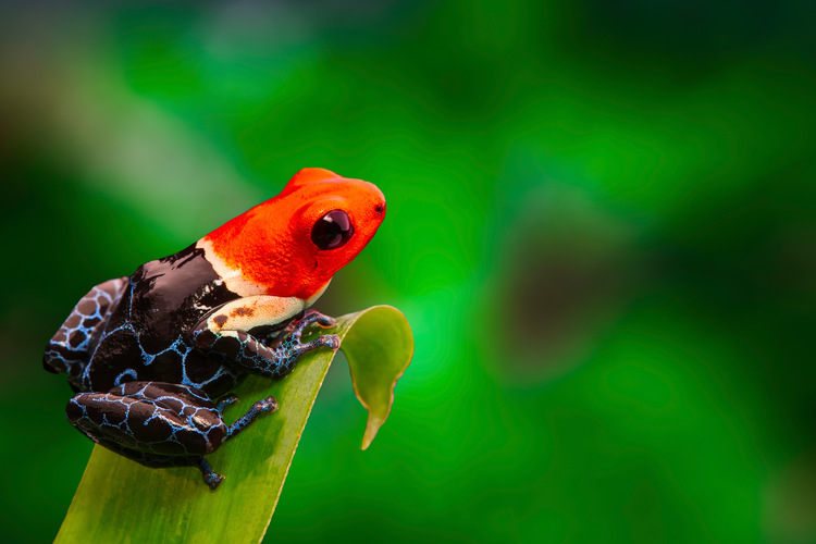 A poisonous small poison dart frog on a leaf living in the Amazon rainforest in Peru.