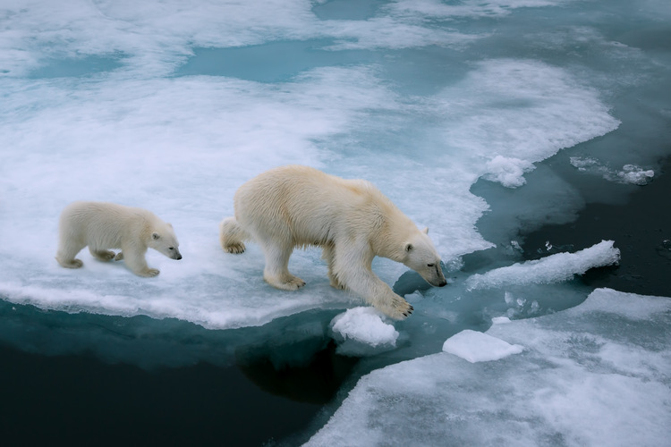 Polar Bears: Masters Of The Snow, Snow Animals