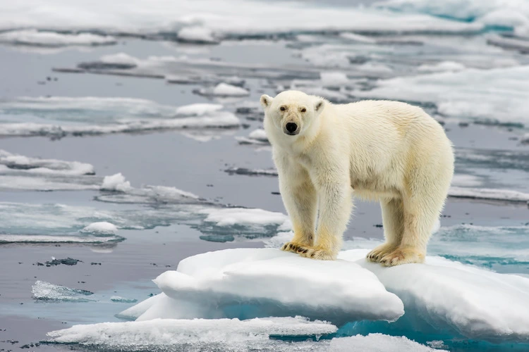 polar bear on melting ice floe in arctic sea