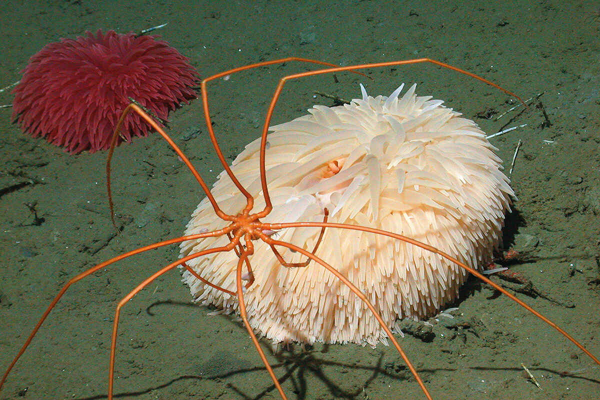 A cream coloured pom-pom anemone with an orange crab infront of it on the seabed