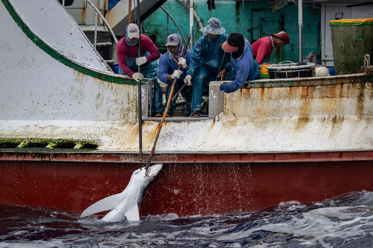 A shark hauled by fishers onboard Taiwanese flagged longliner Jin Ming Cai No. 6 in the North Pacific Ocean.