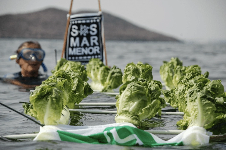 A protestor in the water, with lettuce and an SOS Mar Menor sign.