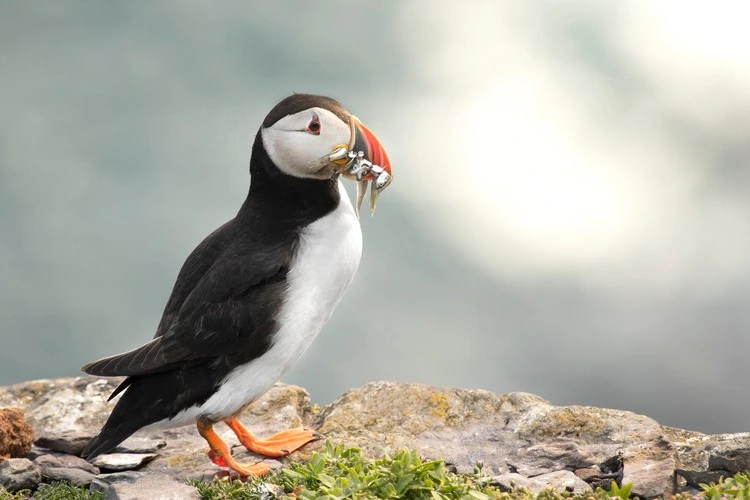 A puffin with sandeels in its beak