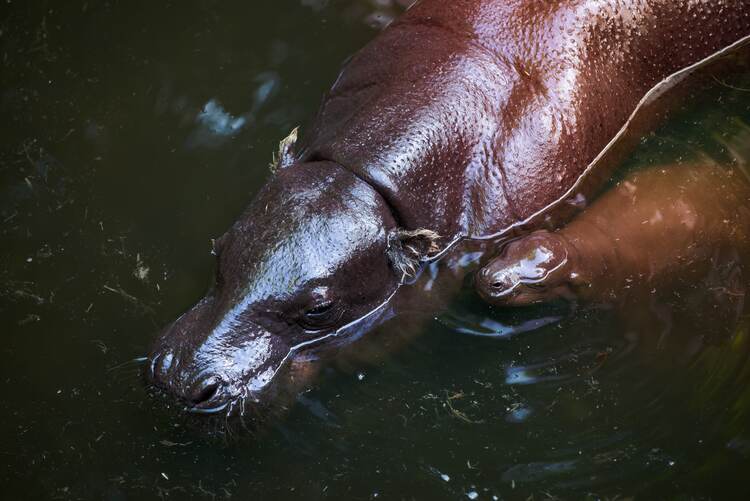 A female pygmy hippo and her young floating in a pool