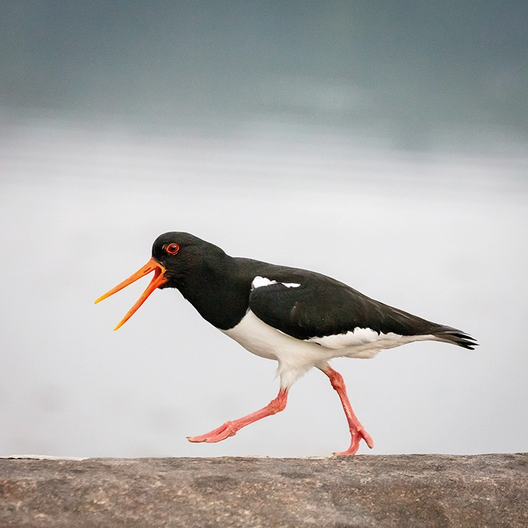 Strutting oystercatcher, Aray Bridge, Inveraray, South Argyllshire, 2018