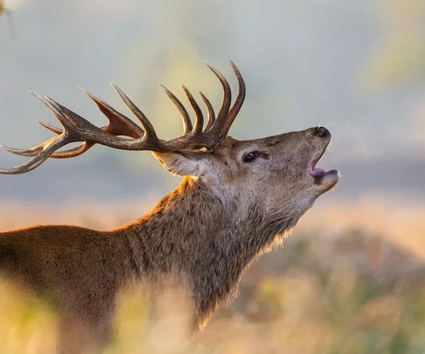 Red deer stag in the late autumn sun