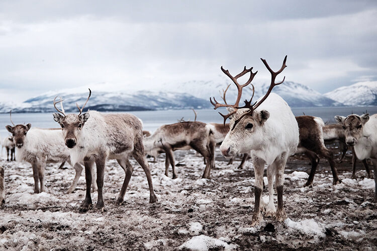 For the Sámi, reindeer herding is more than just a profession – it’s a way of life