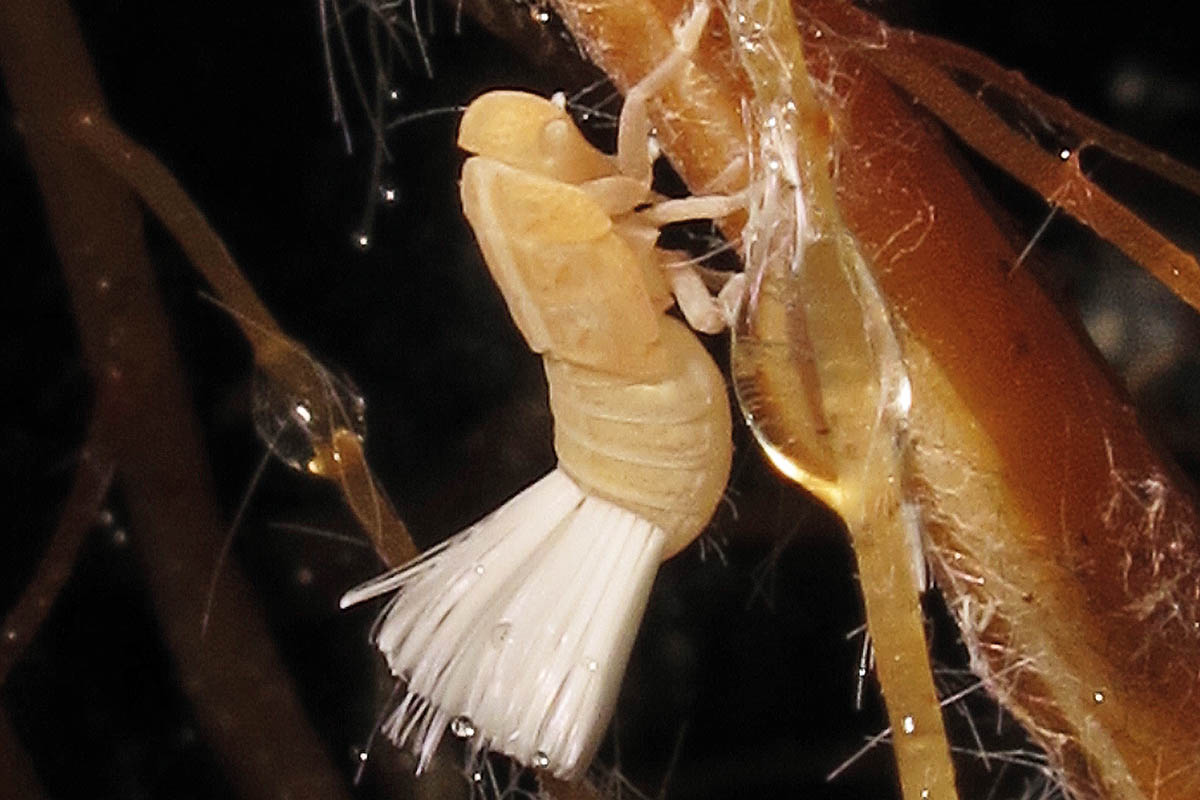 A planthopper nymph feeding on the sap of ohi’a lehua tree roots in a lava tube