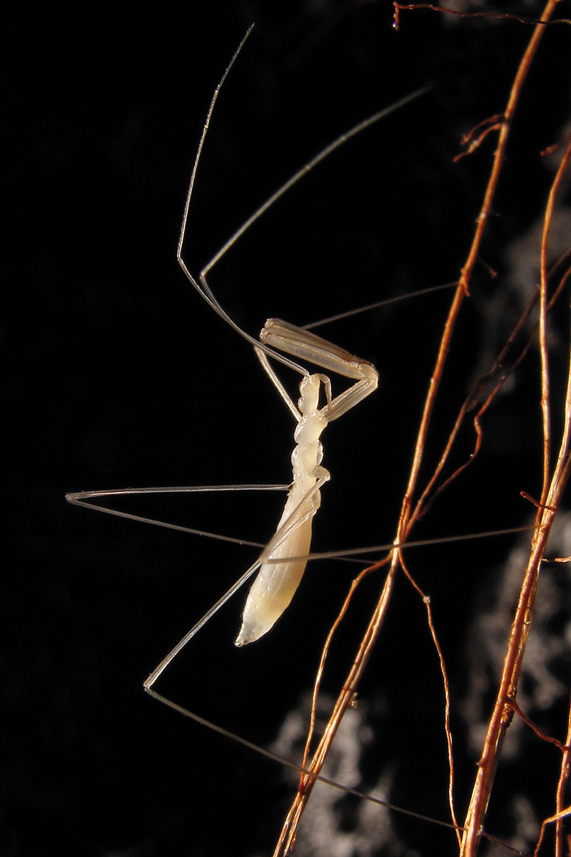 The pale thread-legged bug, or 'assassin bug', found in the lava tubes of Hawaii