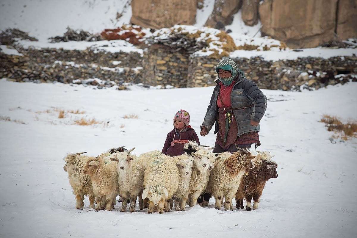 Woman and child herding changra goats in snow