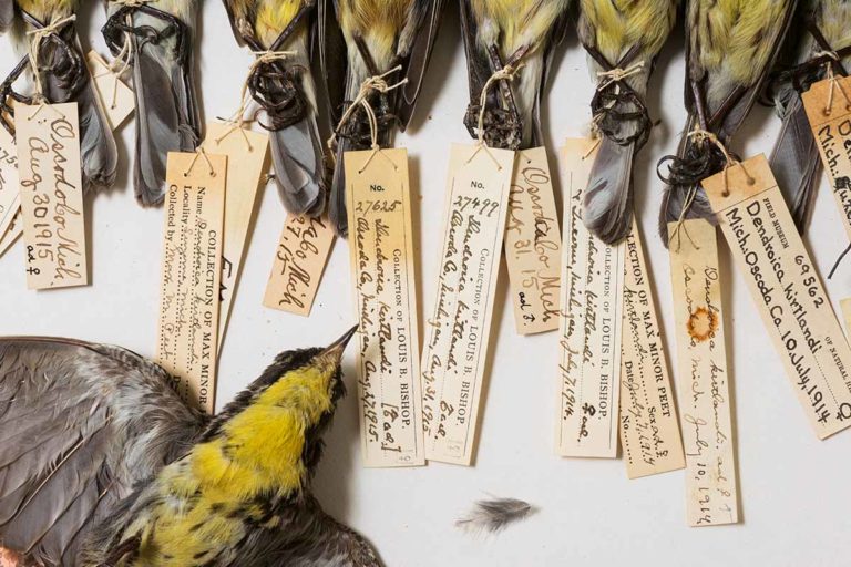 Fragile life: how birds go extinct