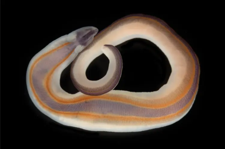 ribbon worm