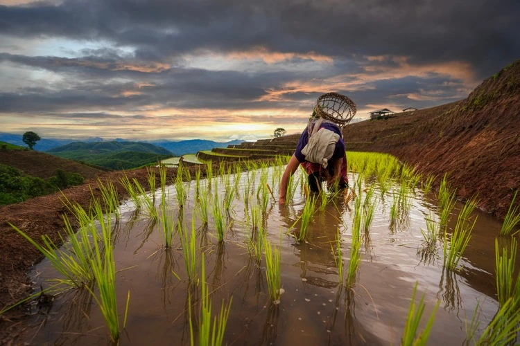 A rice paddy field