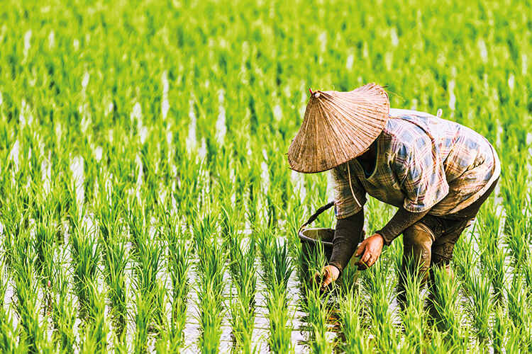 Tending a paddy field in Vietnam. Rice production ia major source of human-generated methane