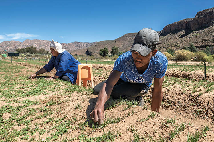 Johan Dre, right, and Anna Van Schalkwyk, members of an Indigenous Khoisan farming co-operative, pluck weeds from a nursery of rooibos seedlings in Wupperthal, South Africa
