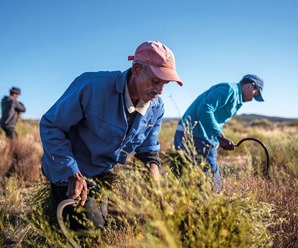 Harvesting rooibos in South Africa’s Cederberg Mountains