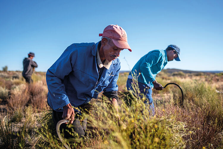 Harvesting rooibos in South Africa’s Cederberg Mountains