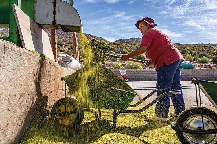 A worker collects a barrowload of cut up rooibos stems, which will then be fermented and dried at a processing facility in Wupperthal