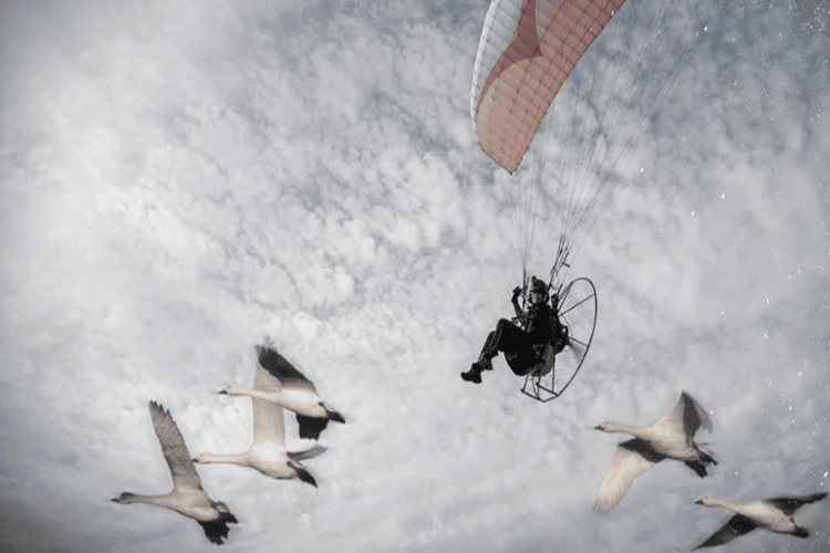 Sacha, flying with Berwick
swans migrating from the Arctic