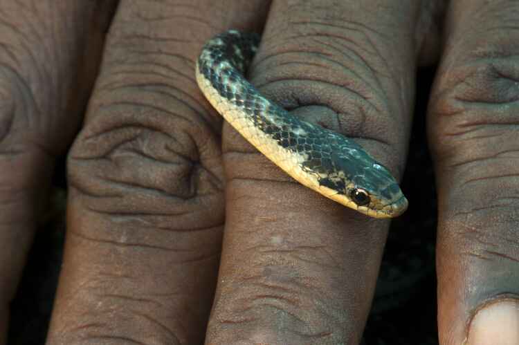 A Saint Lucia racer snake held in a man's hand