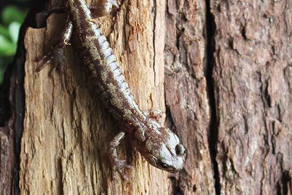 Bird? Plane? Or wandering salamander?