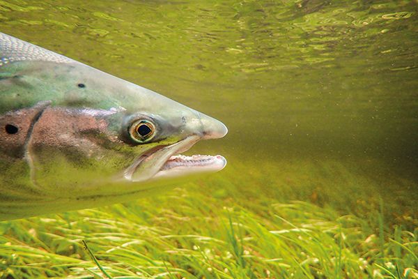 Plight of the Scottish salmon