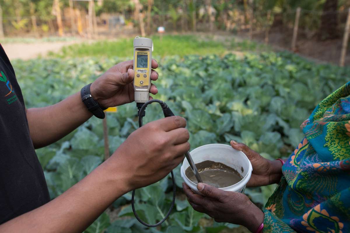 A device is used to measure salt salinity of soil collected in a pot
