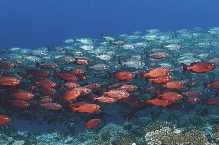 A school of red eyes. Tuamotus, French Polynesia