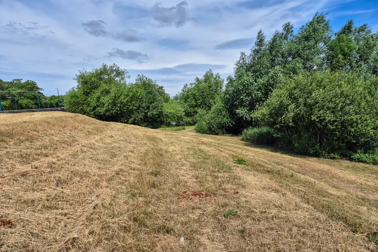 Scorched grass in Nottingham