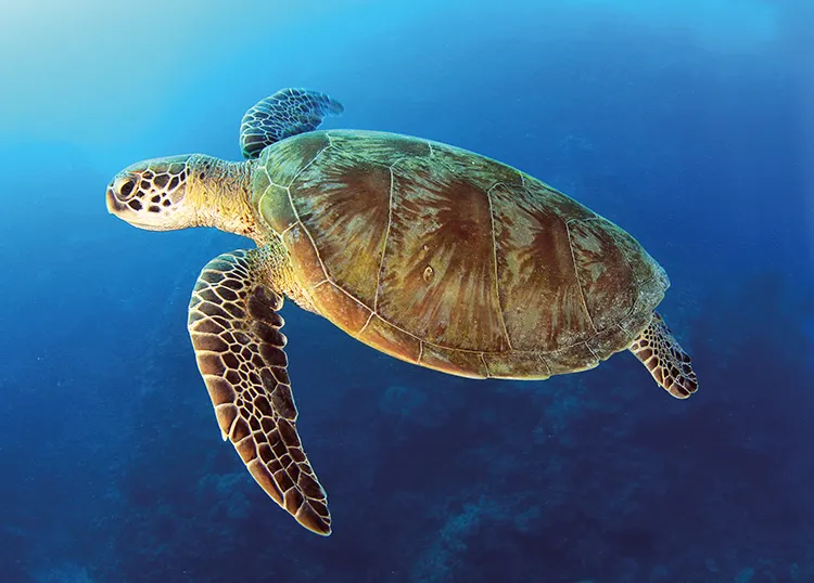a green turtle on the Great Barrier Reef, where bycatch has been reduced using escape holes in trawl nets