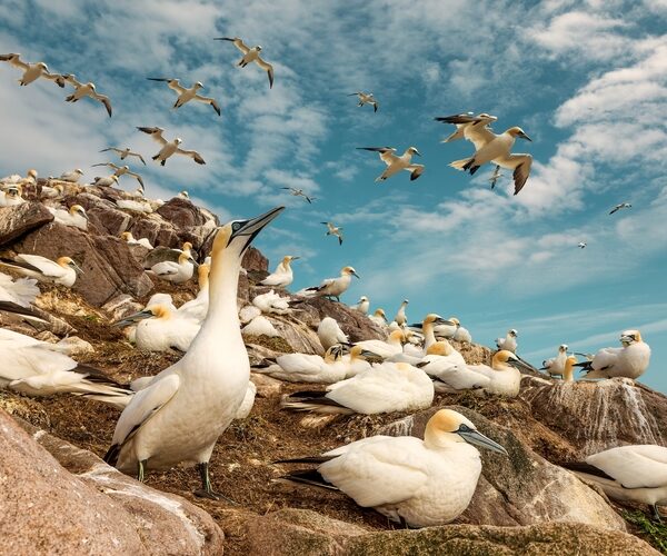 More than 10,000 seabirds and 1,000 whales & dolphins killed in UK waters as bycatch each year