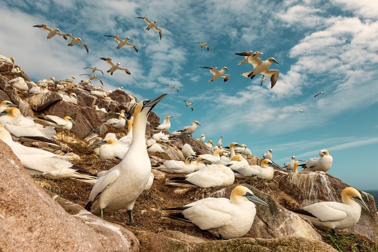 Northern gannets