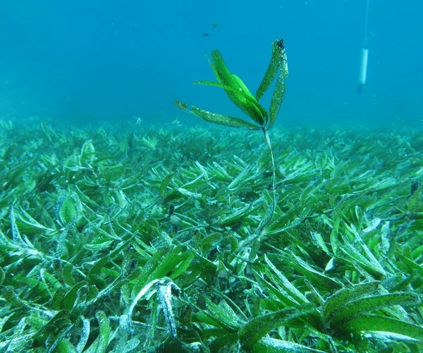 Geo explainer: What is blue carbon – and why is it so important?