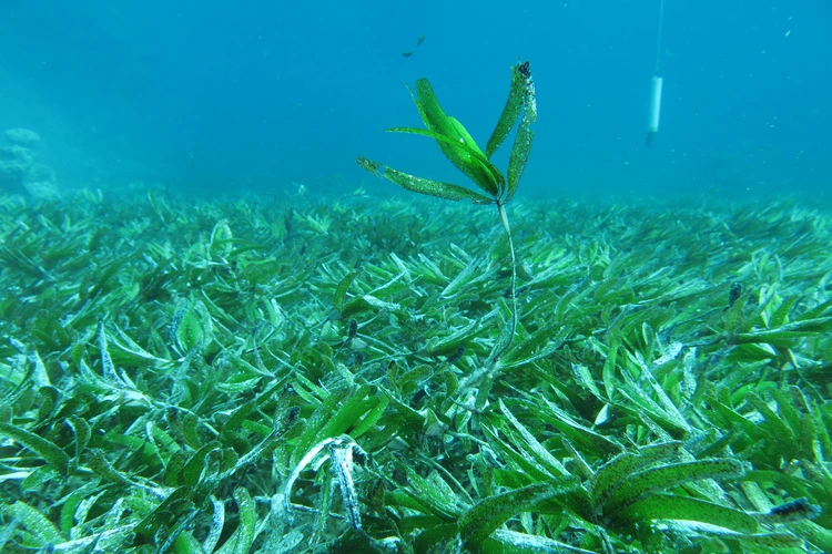 Seagrass meadows sequester blue carbon. Research on carbon stocks, coastal habitats
