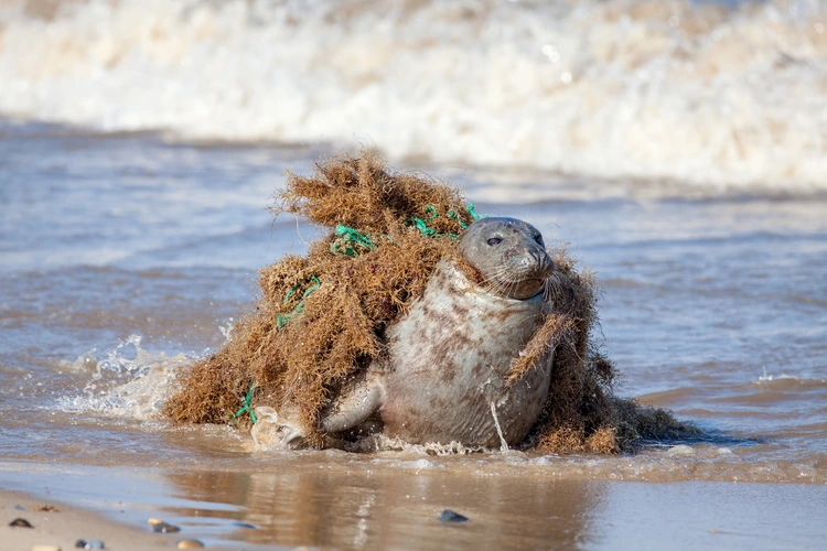 Seal caught in fishing gear