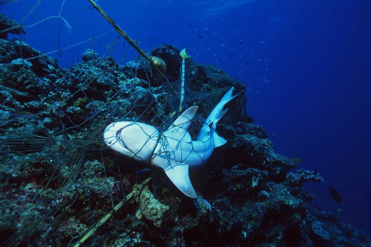 Dead Shark in fishing net strangled to death.