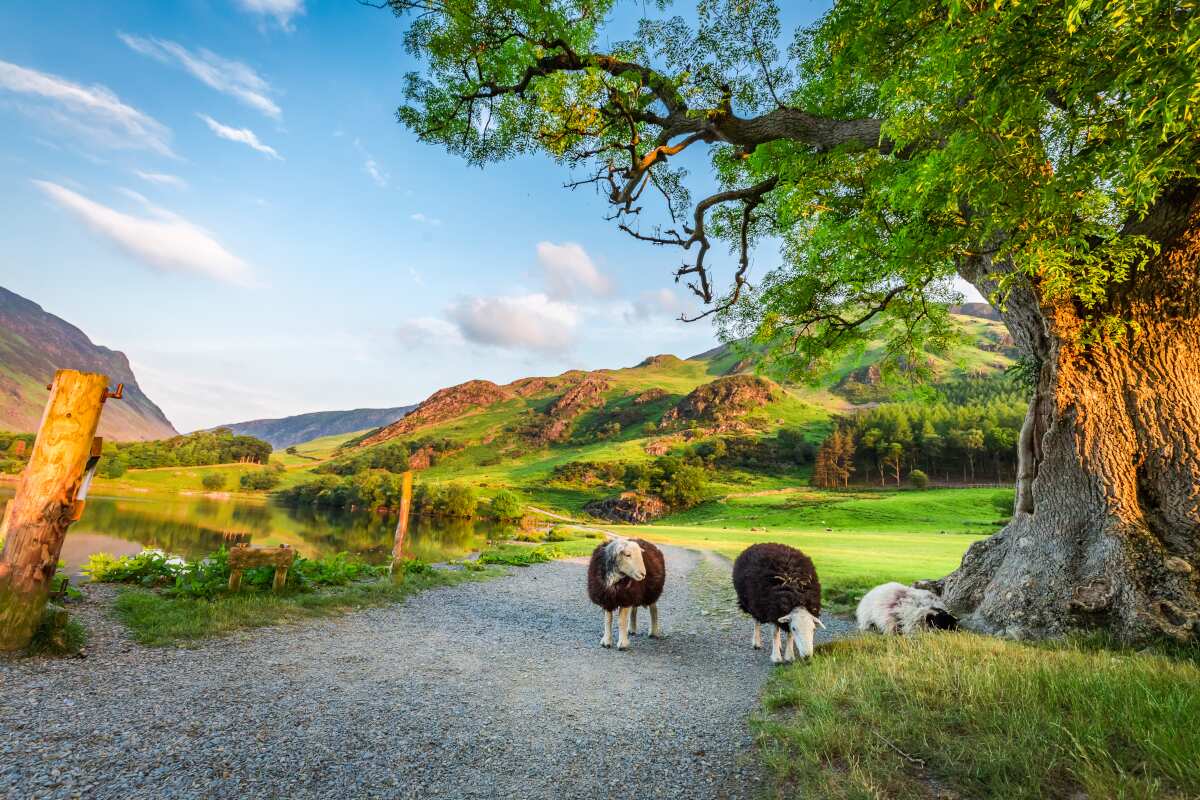 Three sheep on a gravel path in the Lake District