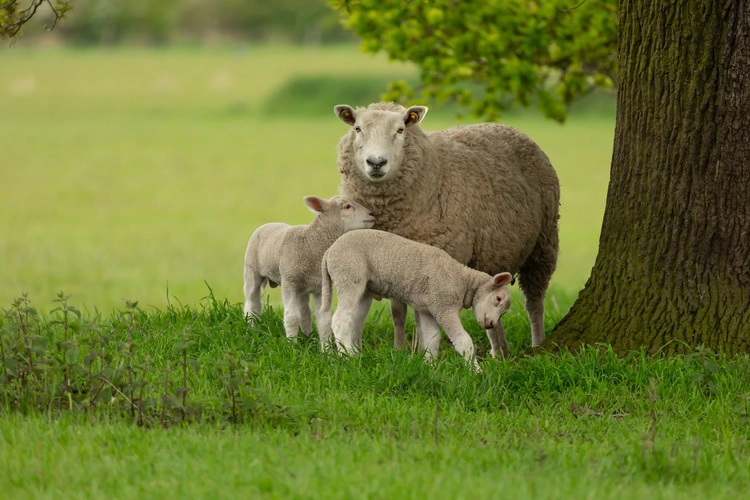 A mother sheep and her two twin lambs in lush green field.