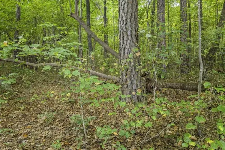 north carolina USA nature