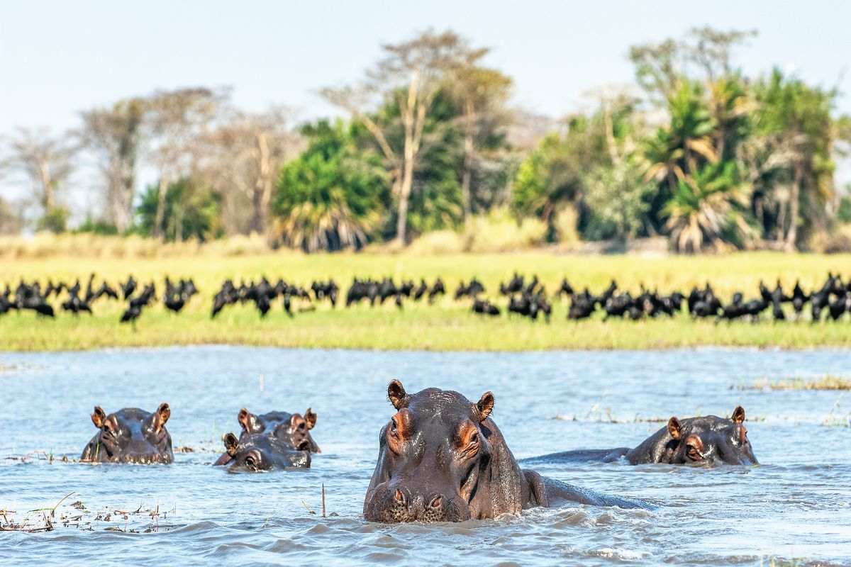 Keystone species and their role in rewilding